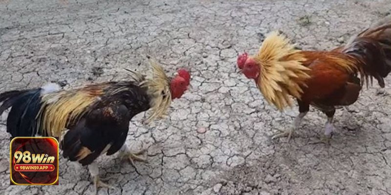 Đá Gà 98win59  - Gà cựa dao